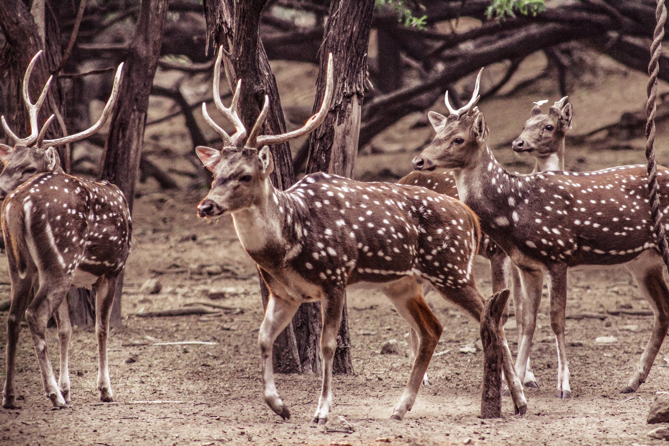 Zombie Deer Disease