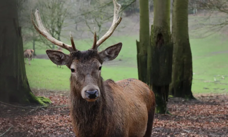 Zombie Deer Disease