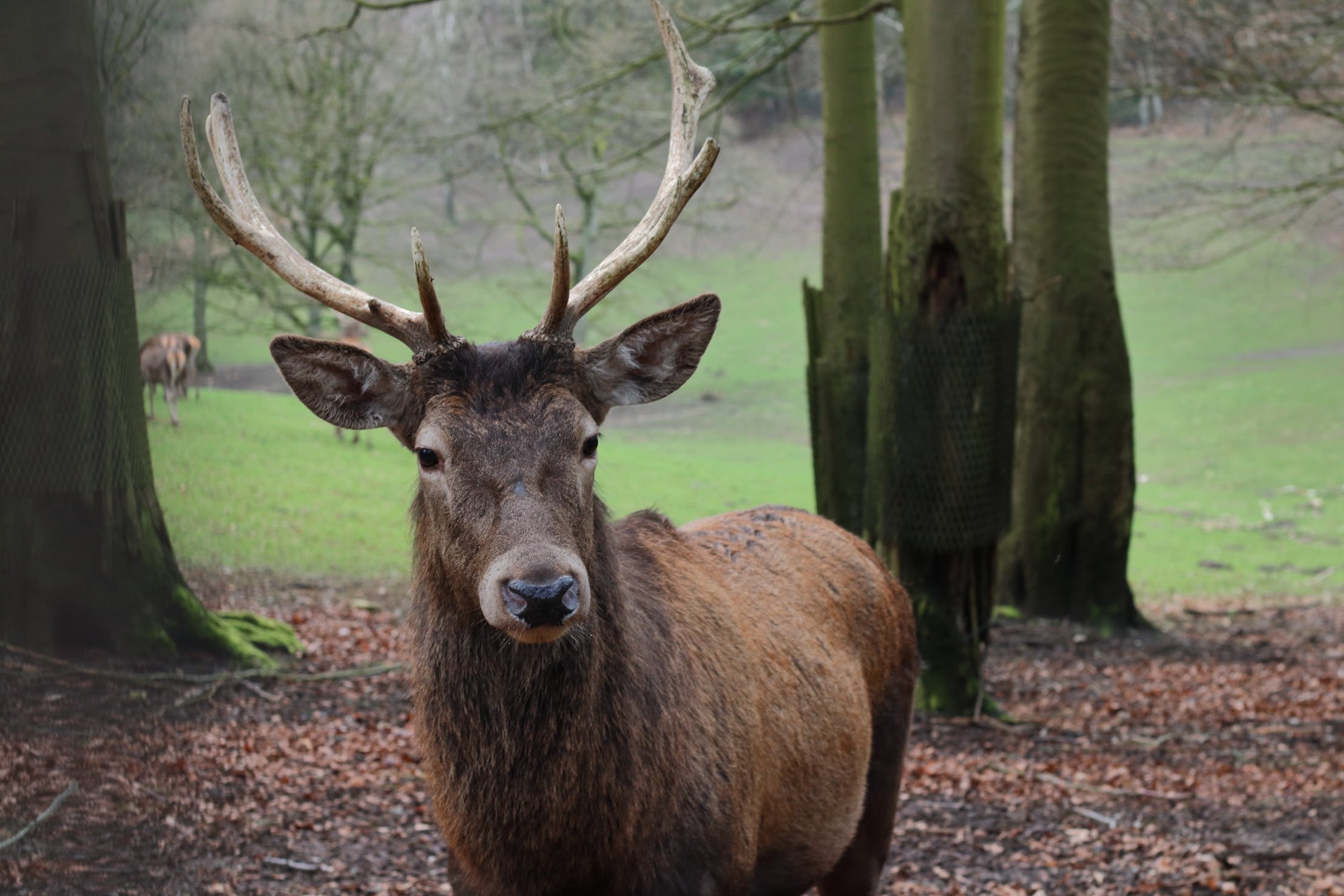 Zombie Deer Disease