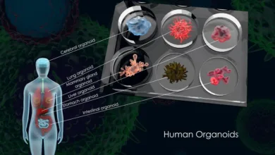 Organoid Breakthroughs: New Avenues for Pancreatic Cancer Treatment