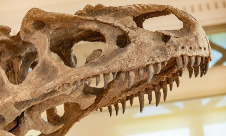 Pliosaur Skull Found in England