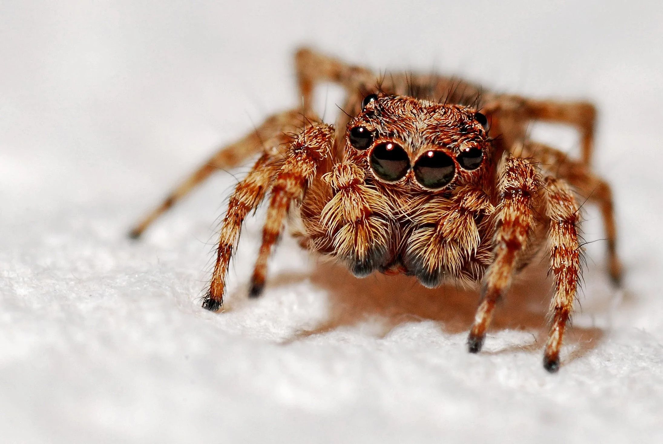 Sephora, Spider, Body Butter