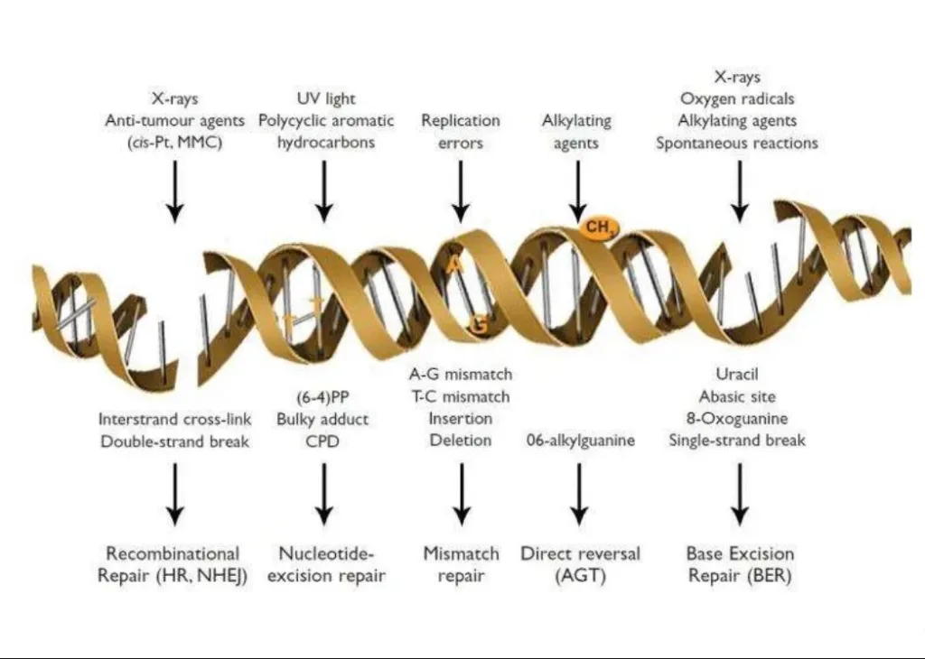 DNA Repair Secrets Exposed! RecA Protein's Jaw-Dropping Twist Unveiled!"