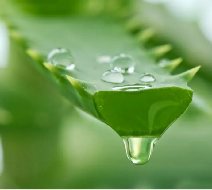 11 Health Benefits of Aloe Vera Juice