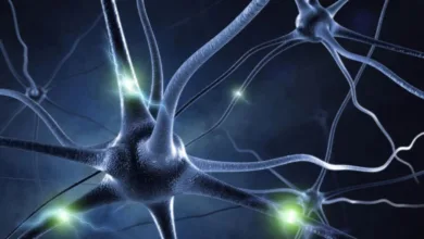 Unveiling the Magical Dance of Brain Cells: A Symphony of Neurons Revealed