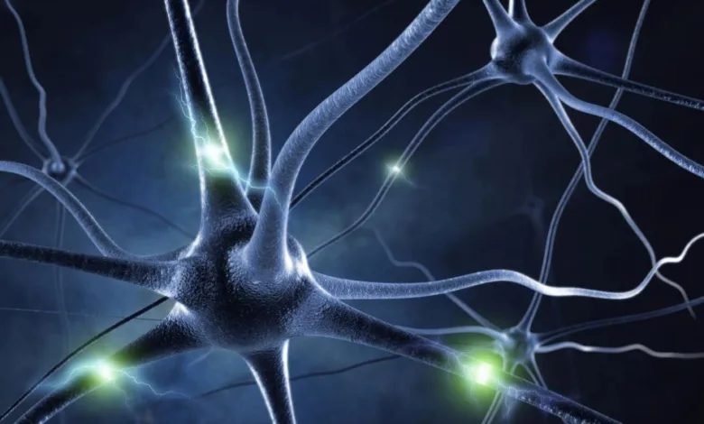 Unveiling the Magical Dance of Brain Cells: A Symphony of Neurons Revealed