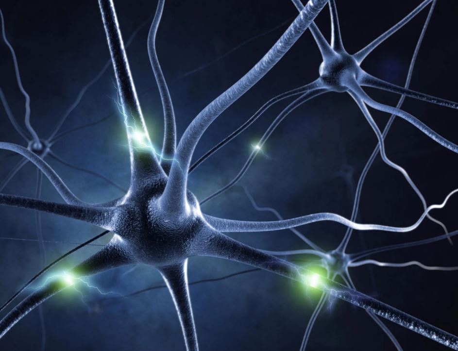 Unveiling the Magical Dance of Brain Cells: A Symphony of Neurons Revealed