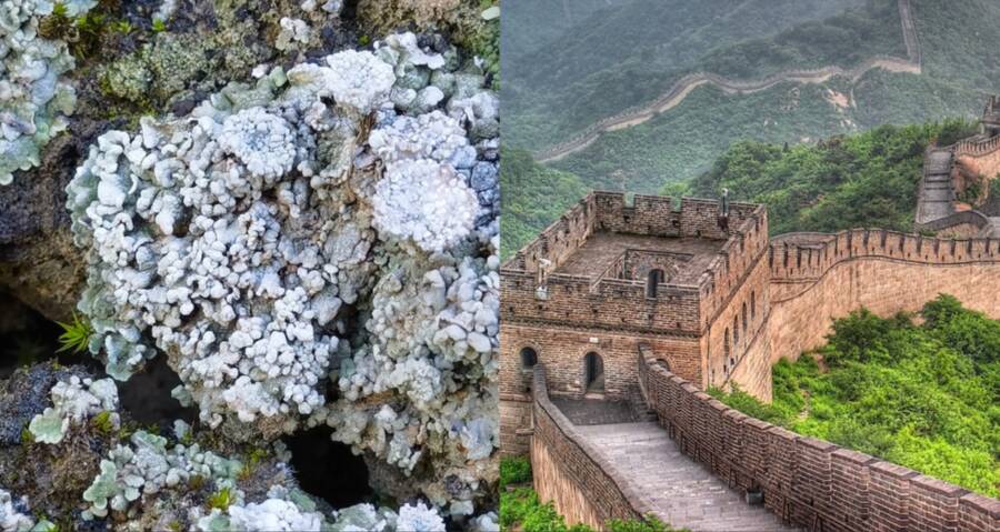 Living Armor: How Nature's Blanket is Protecting the Great Wall of China