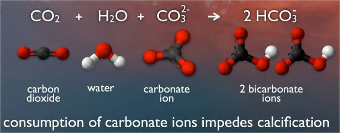 Southern Ocean's Silent Screams : The Looming Acidification Catastrophe