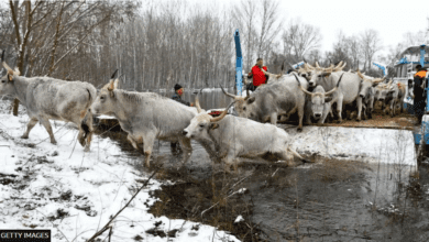 Rescue Operation, Serbian Island, Livestock