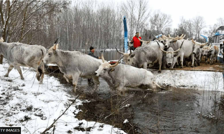 Rescue Operation, Serbian Island, Livestock