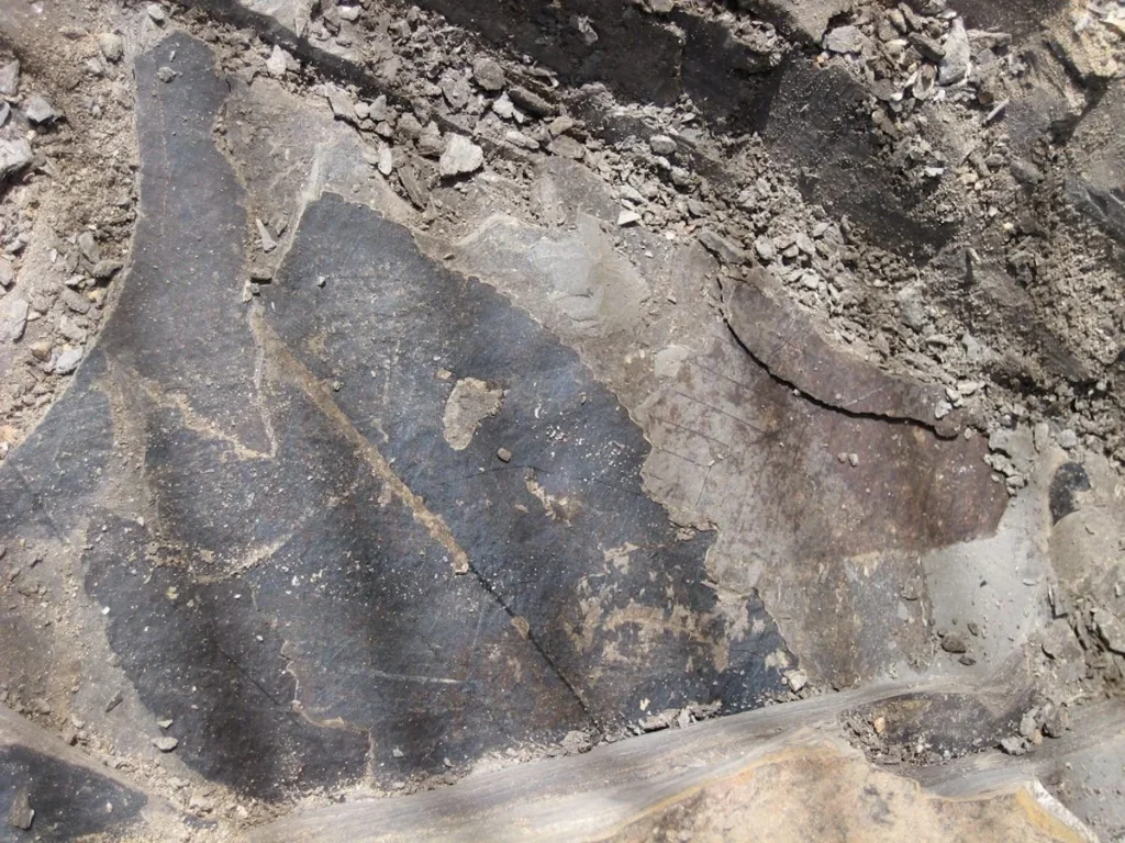 Unlocking Life on Mars: Idaho Fossils Hold Key Clues