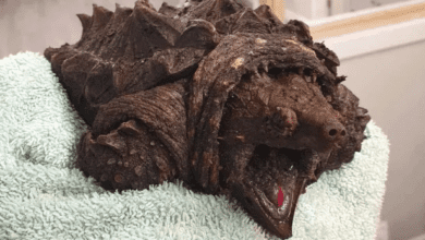 Alligator Snapping Turtle appearance in UK Waters. 2024.