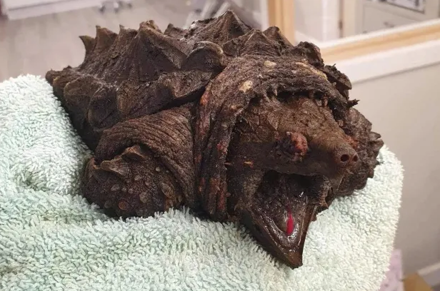 Alligator Snapping Turtle appearance in UK Waters. 2024.