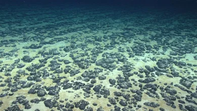 Discovery of Dark Oxygen: Unveiling a New Paradigm in Deep-Sea Biogeochemistry