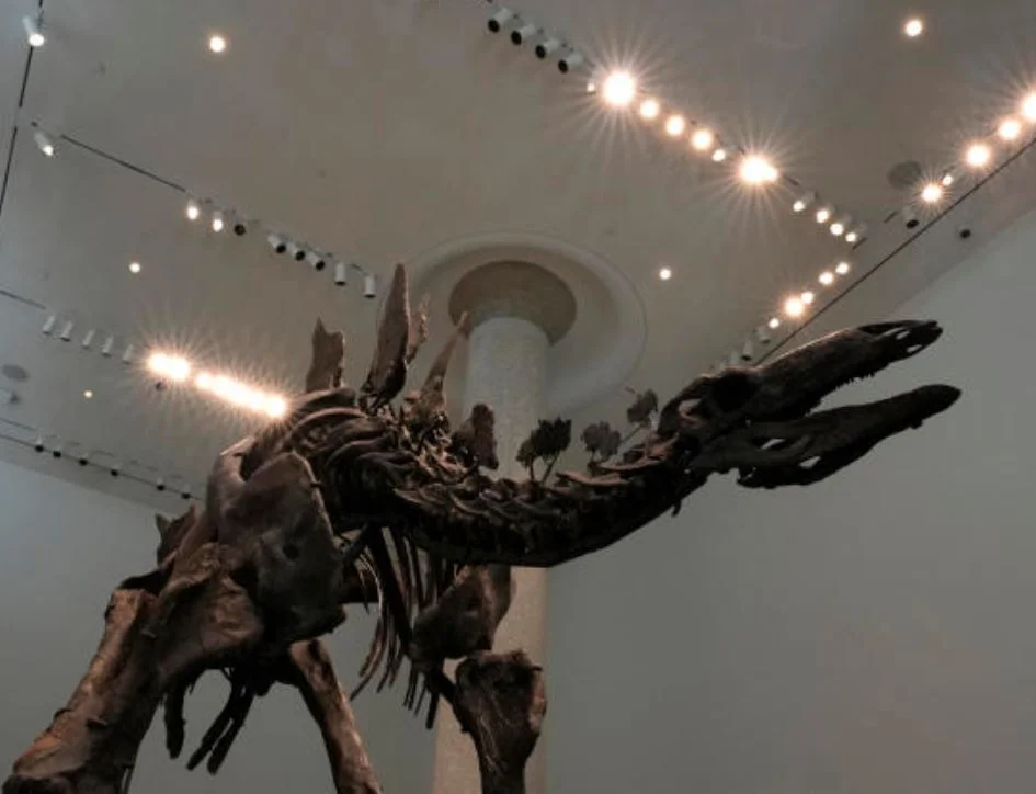 Ken Griffin's $446M Dinosaur Fossil Purchase