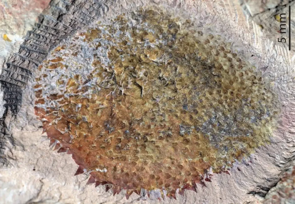 The Ancient Spiny Creature from China That Could Rewrite Mollusk Evolution