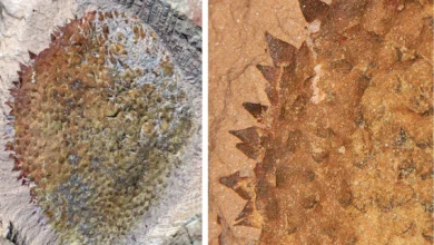 The Ancient Spiny Creature from China That Could Rewrite Mollusk Evolution