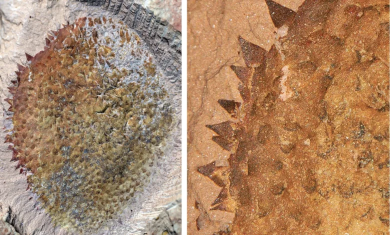 The Ancient Spiny Creature from China That Could Rewrite Mollusk Evolution