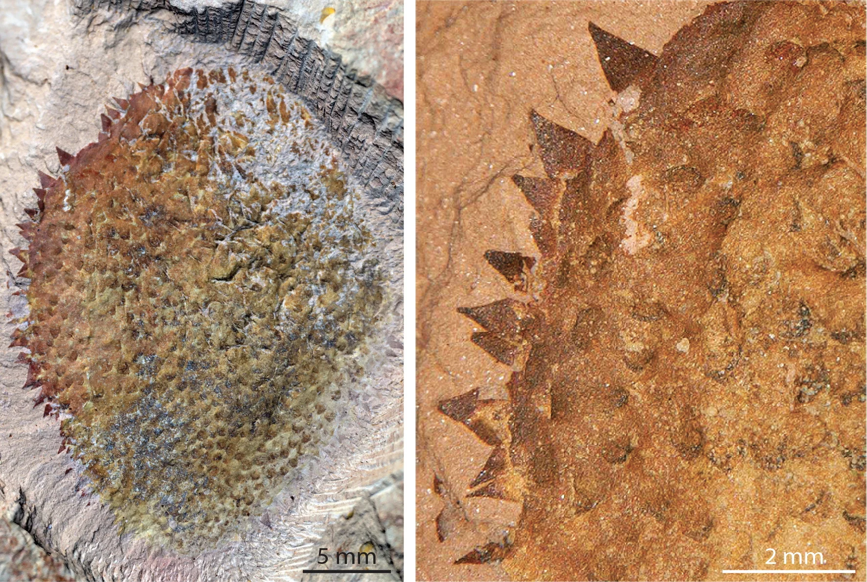 The Ancient Spiny Creature from China That Could Rewrite Mollusk Evolution